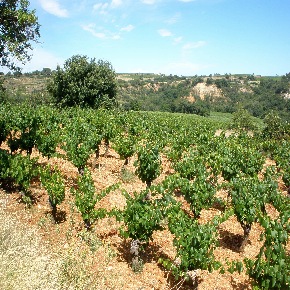 Wijngaarden